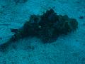 Unter Wasser (45)